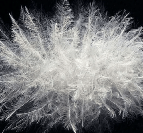 苏州鸭绒回收，常熟鸭绒回收，张家港鸭绒回收电话