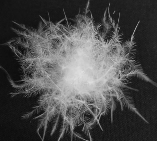 羽绒回收厂家，主营：国标，90，拒水绒回收